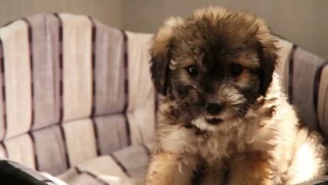 Cur puppy funny eats something Stock-Footage 71243443