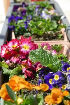 Curbside spring flowers in Alberobello Foto stock