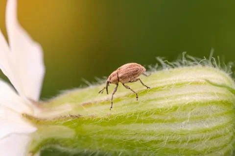 Curculio 写真素材
