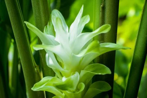 Curcuma and flower is a genus of about 100 accepted Stock Photos