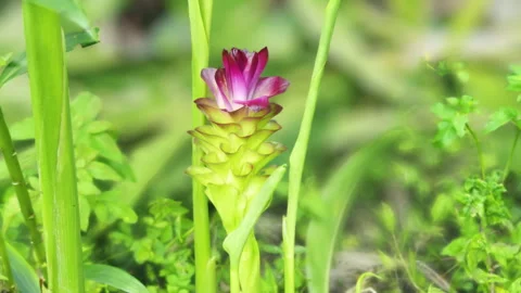 Curcuma aromatica flower Stock Footage 335579032