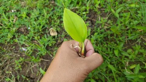 Curcuma Stock Photos