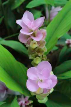 Curcuma sessilis 库存照片