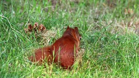 Cure eurasian red squirrel eating peanuts sitting with bushy tail and red fur Stock Footage 313740843