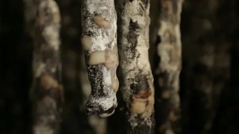 Cured sausage with mold Stock Footage 146650148