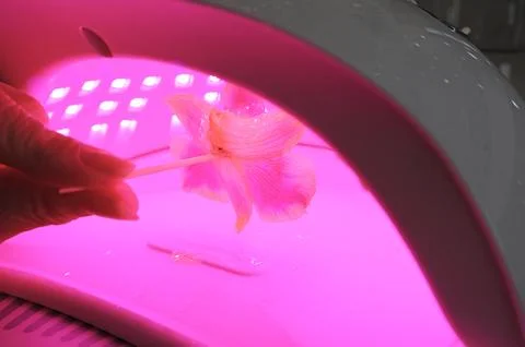 Curing Orchid under a UV light during accessory crafting process of DIY workshop Stock Photos