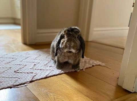 Curios Bunny Stock Photos