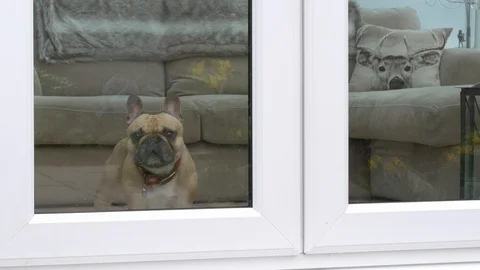 Curios Dog Looking Outside Stock-Footage 104114440
