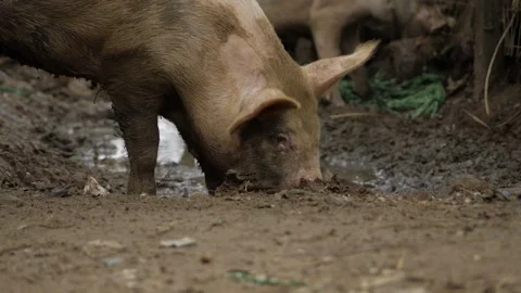 Curiosity-Driven - A Pig's Intriguing Journey in the Wild Stock Footage 316925809