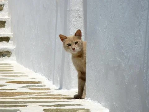 Curiosity killed the Cat Stock Photos