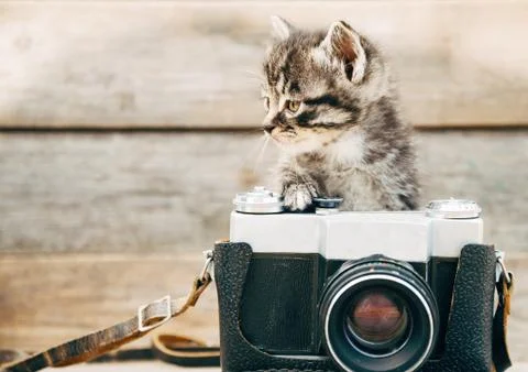 Curiosity kitten with old camera Stock Photos