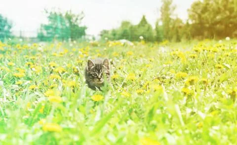 Curiosity kitten Stock Photos