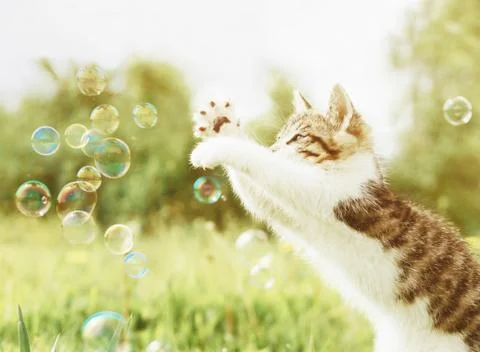 Curiosity kitten playing with soap bubbles outdoor. Stock Photos