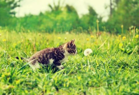 Curiosity kitten in summer Stock Photos