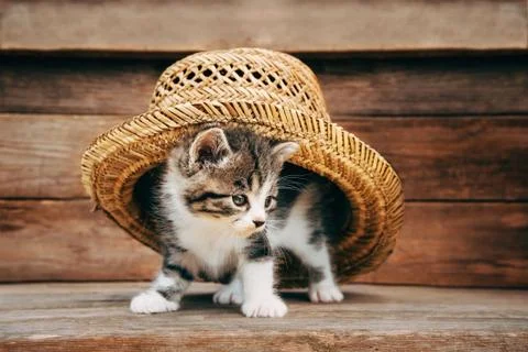 Curiosity kitten under the hat Stock Photos