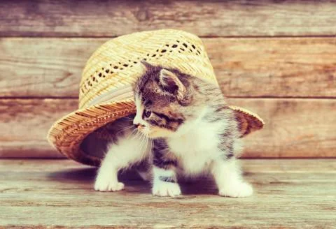 Curiosity kitten under hat Stock Photos