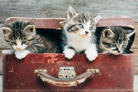 Curiosity kittens in suitcase Stock Photos