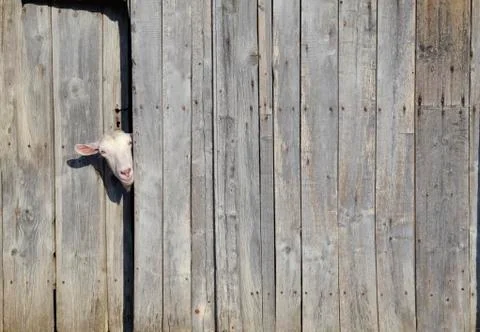 Curiosity Stock Photos