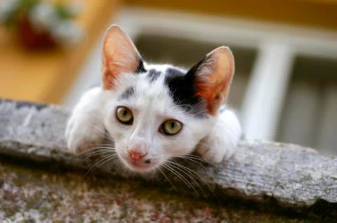 Curiosity Stock Photos