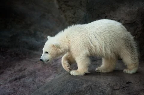 Curiosity Stock Photos