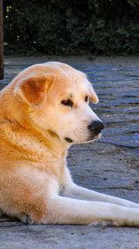 Curiosity Foto stock