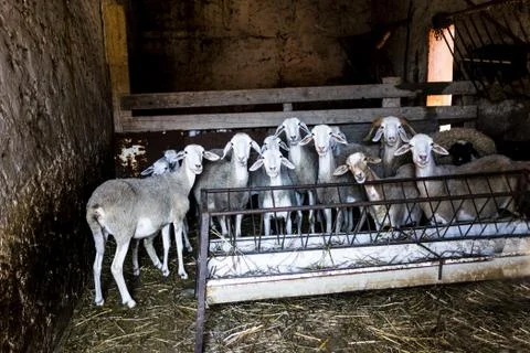Curiosity of sheep 库存照片