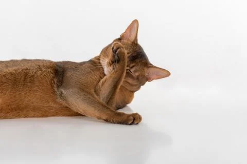 Curious Abyssinian cat lying on ground and hiding face. Isolated on white b.. Stock Photos