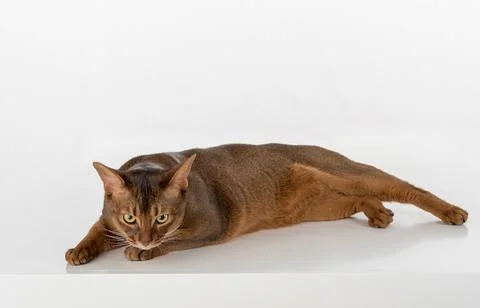 Curious Abyssinian cat lying on the ground. Isolated on white background Stock Photos