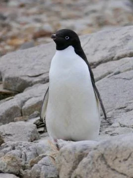Curious adelie penguin looking into camera, penguin colony, Antarctica Stock Photos