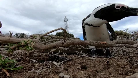 Curious African Penguin Stock Footage 132592417
