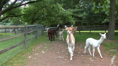 Curious alpaca Stock Footage 97960