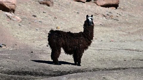 Curious Alpaca Stock Photos