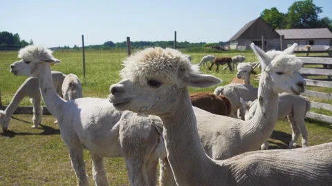 Curious alpacas watching around. Video stock 91580804