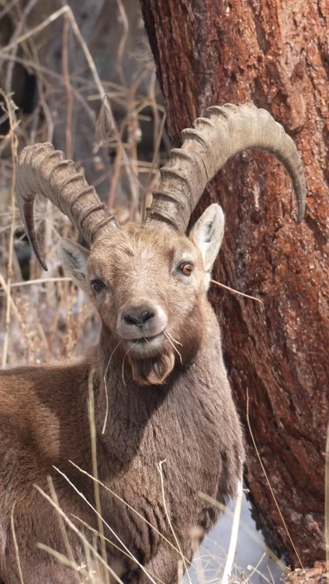 Curious alpine ibex eating grass in the wild Stock-Footage 329230775