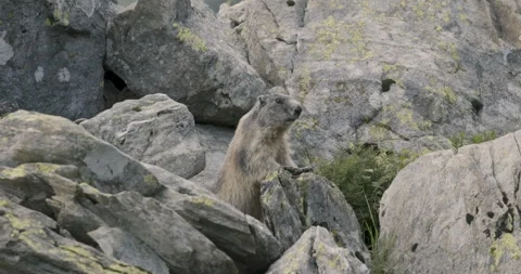 Curious Alpine marmot standing on rocks in the Italian Alps Vidéo 319213615