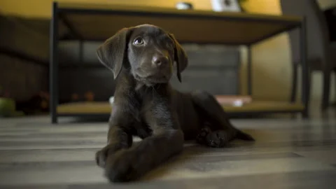 Curious and cute chocolate lab puppy Video stock 143863642