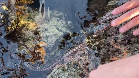 Curious And Friendly Octopus In A Tide Pool (Intertidal Zone) With Strong Stock-Footage 318523290