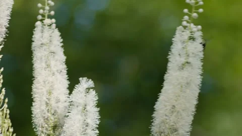 Curious and Hungry Bee Video stock 254579924