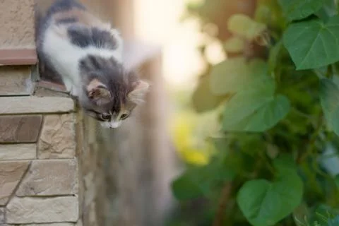A curious and inquisitive multi-colored kitten looks down from the veranda Stock Photos