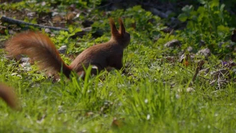 Curious and lively squirrels playfully explore the lush greenery of their Stock Footage 309333495