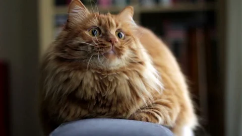 Curious And Playful Cat 스톡 동영상 87087085