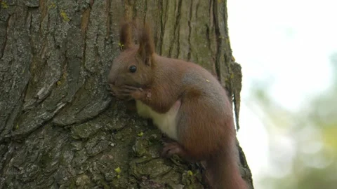 A Curious and Playful Squirrel Engaging in Climbing Activities on a Tree in Stock Footage 313286324