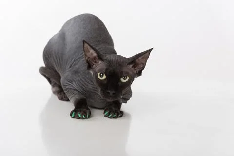 Curious and Scared Black Sphynx Cat. Isolated on white background Stock Photos