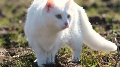 Curious and stressed white cat looking around in a garden on grass. Stock Footage 233270728