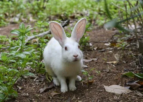 Curious and trusting white rabbit Stock Photos