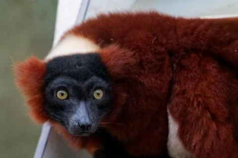 Curious Animal with Unique Fur Patterns Stock Photos