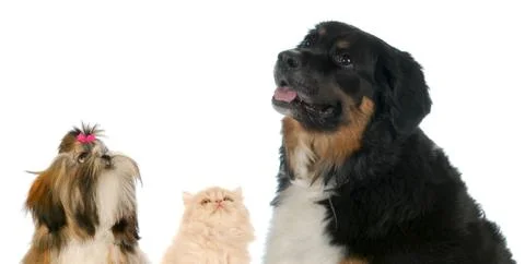 Curious animals Stock Photos