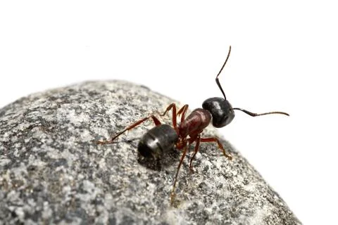 Curious ant 스톡 사진