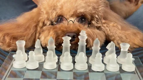 Curious apricot poodle with spectacles leaning over glass chessboard in home Stock Footage 338057537