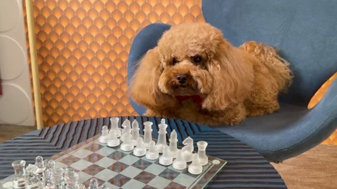 Curious apricot toy poodle progressing from alert perch to close inspection of Video stock 338062511
